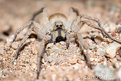 CLose-up of a wolf-spider in central Australia Stock Photo